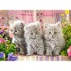 Pussel Three Gray Kittens, 300 bitar