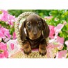 Pussel Cute Dachshund 260 bitar