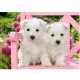 Pussel White Terrier Puppies, 120 bitar