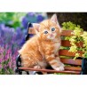 Pussel Ginger Kittens 180 bitar